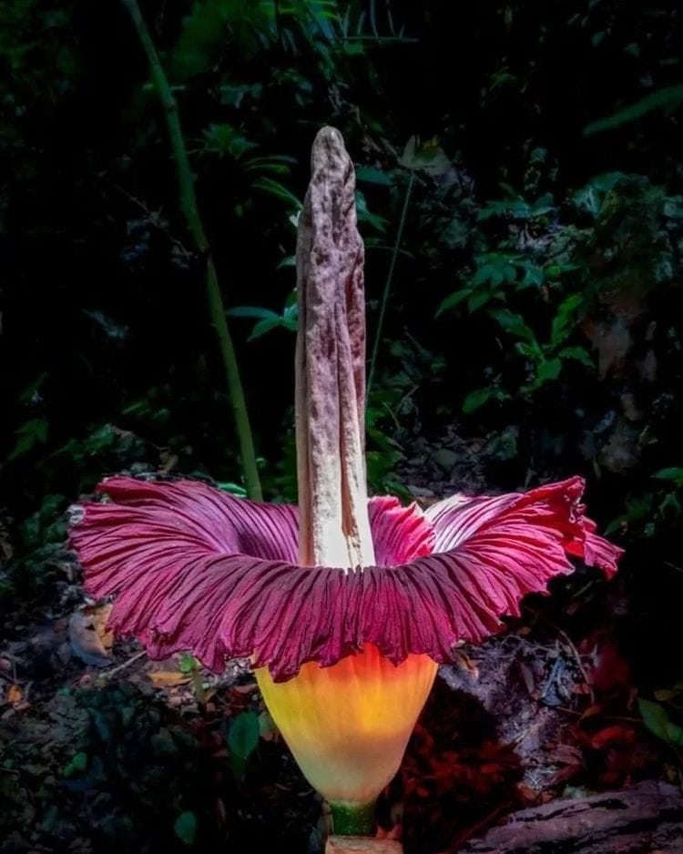 Amorphopallus Titanum