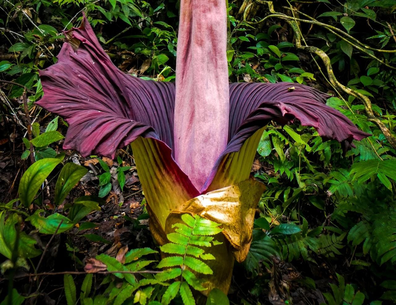 Discover Giants Flowers