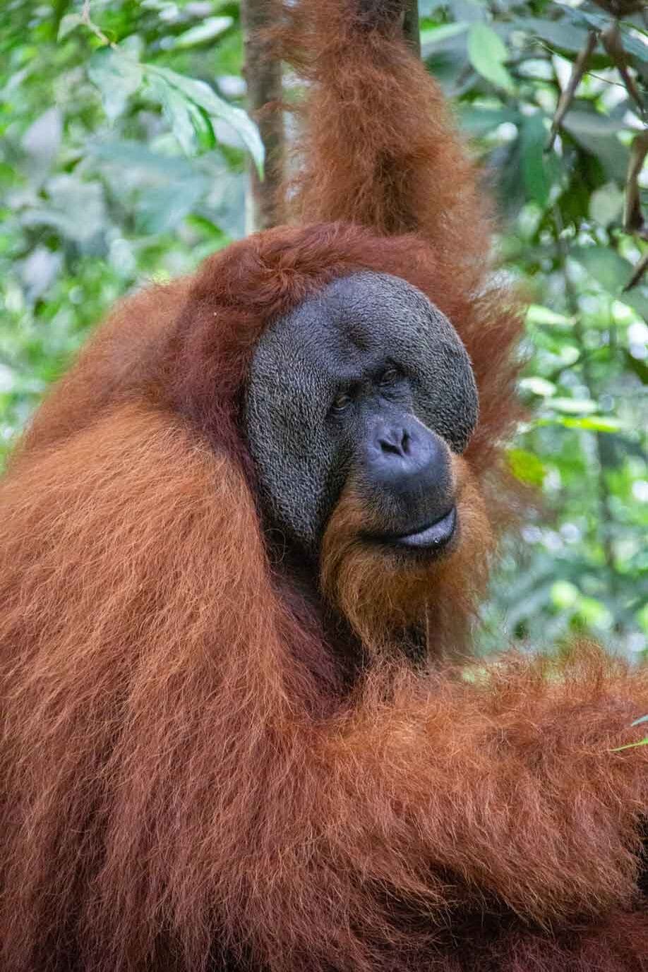 5 days jungle trek