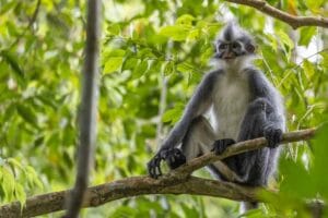 four days jungle trekking