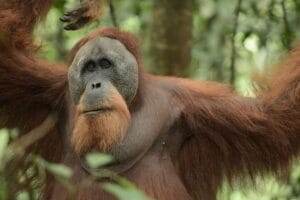 four days jungle trekking