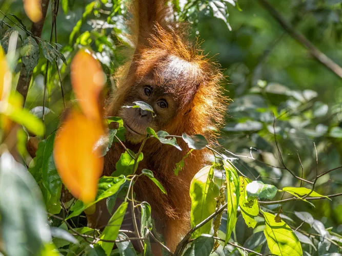 sumatra tour adventures