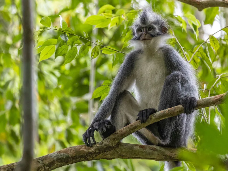 sumatra tour adventures