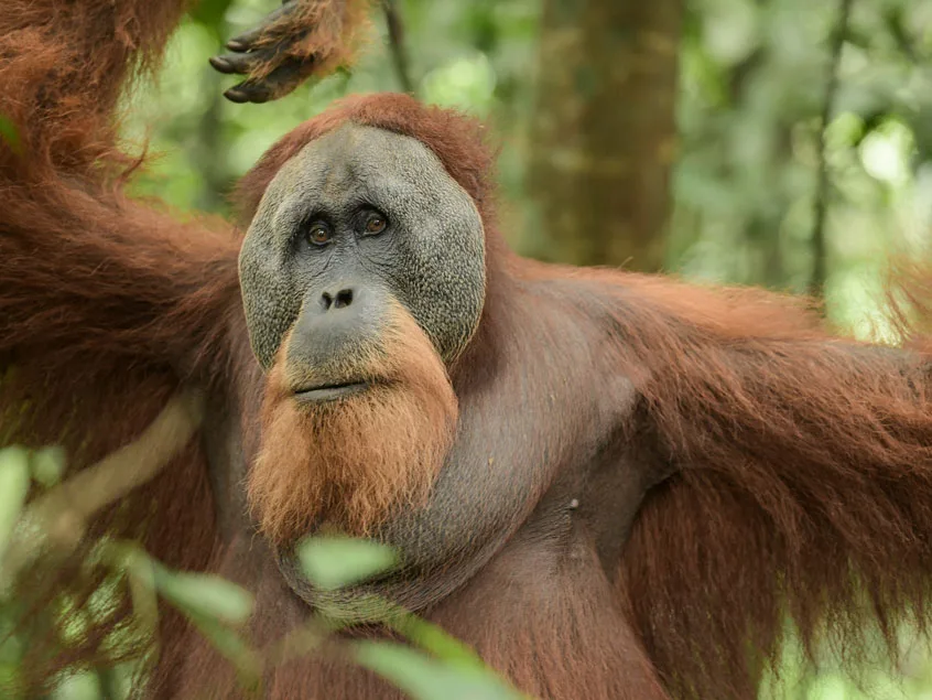 sumatra tour adventures
