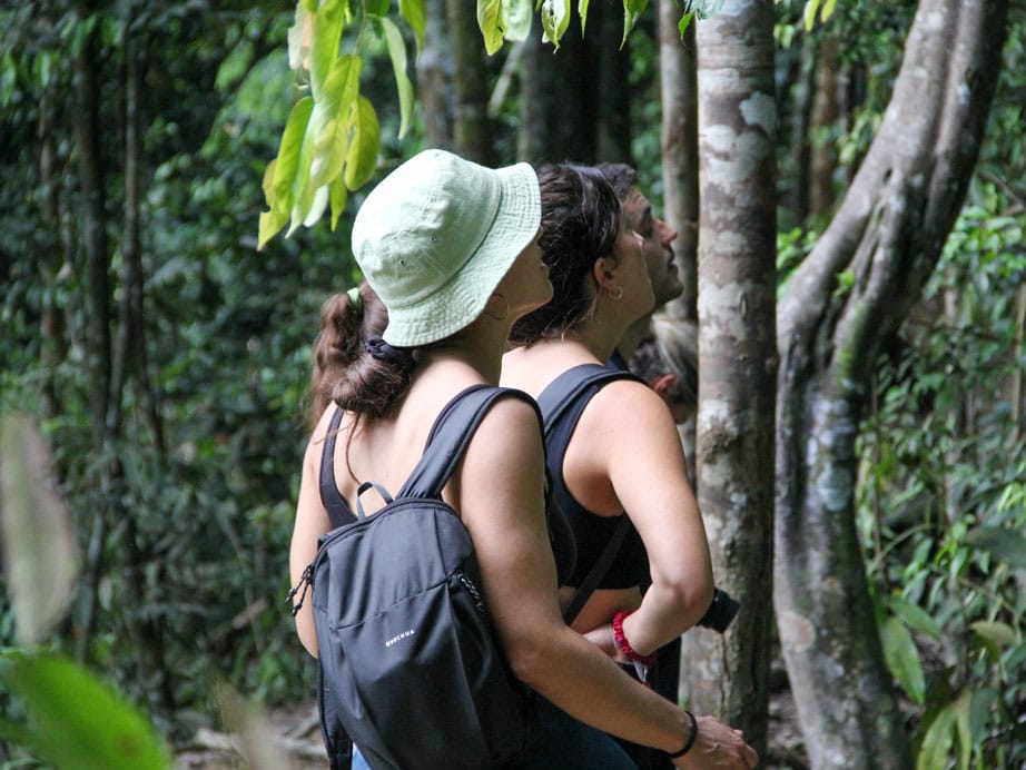 Jungle rules