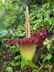 Amorphophallus Titanum