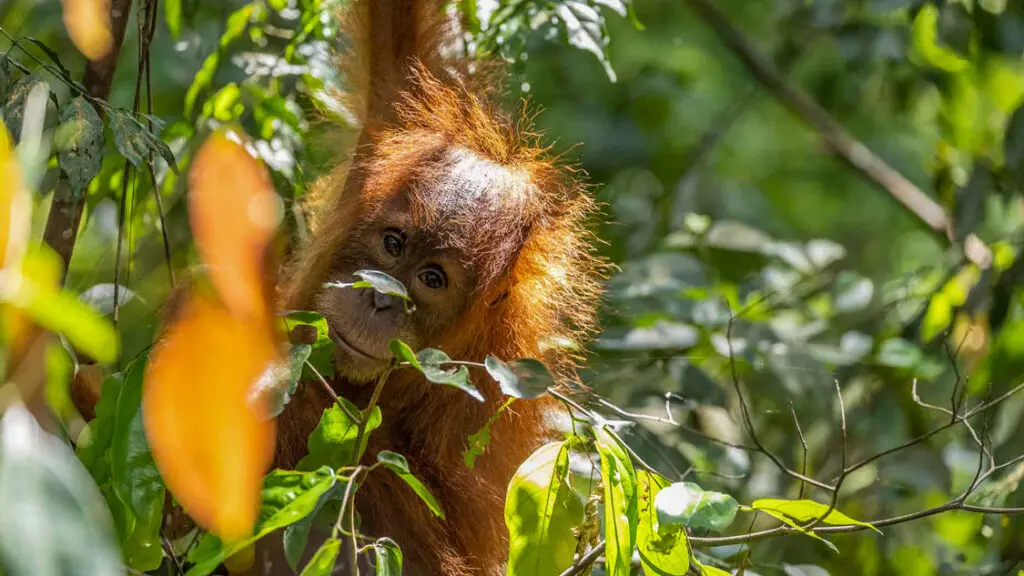 four days jungle trekking