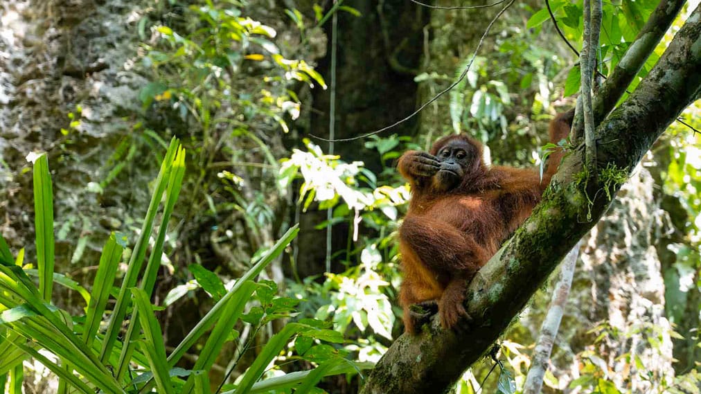 three days jungle trekking