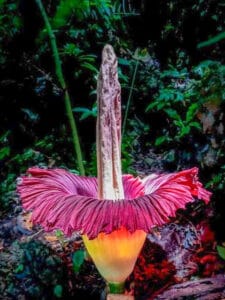 Amorphophallus Titanum