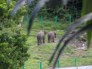 Full day tangkahan tour