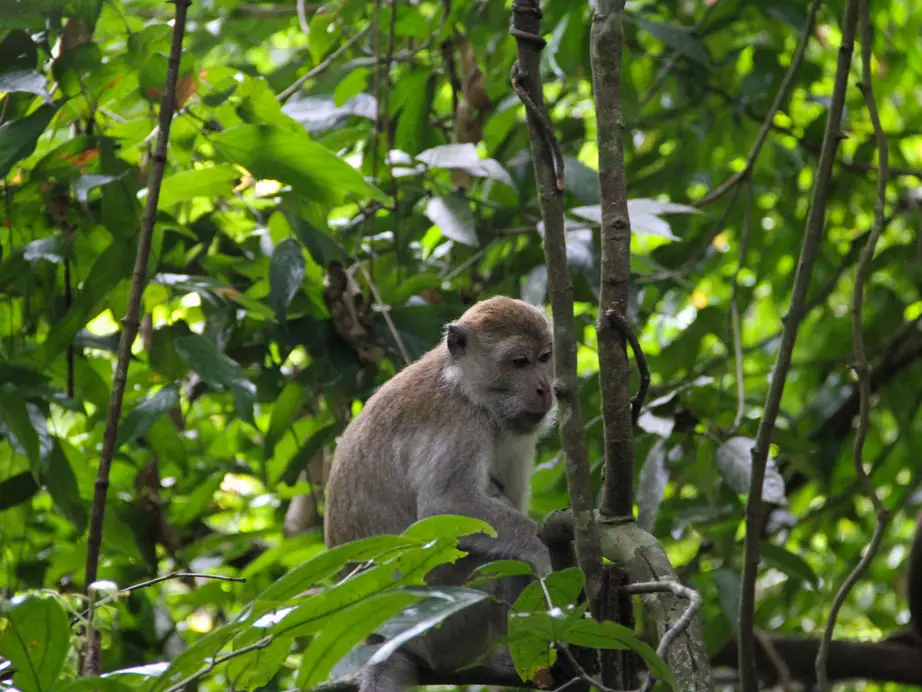 Four days jungle trekking