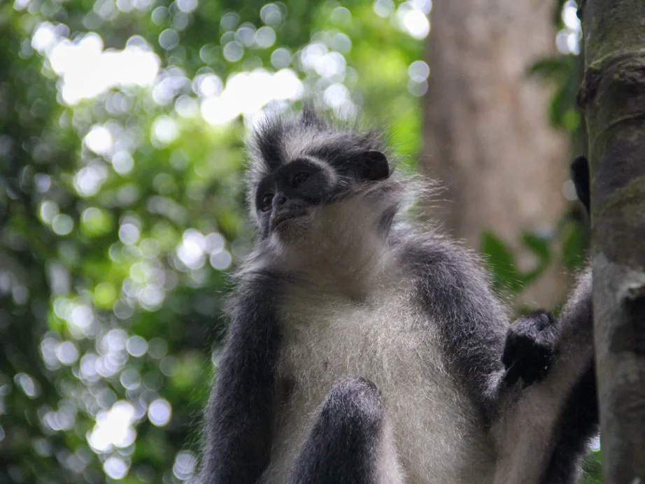 Sumatra tour adventures
