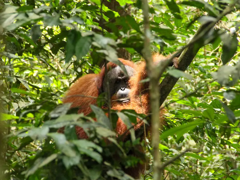 Four days jungle trekking