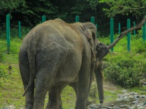 Full day tangkahan tour