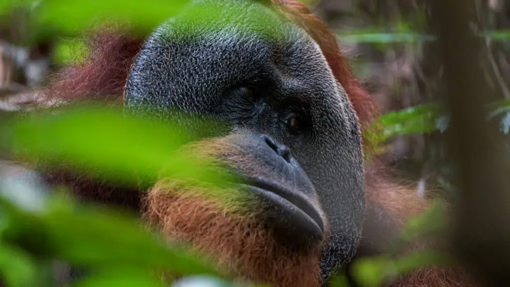 five days jungle trekking