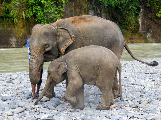 Full day tangkahan tour