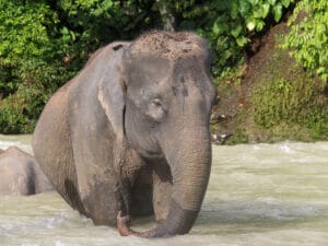 Full day tangkahan tour