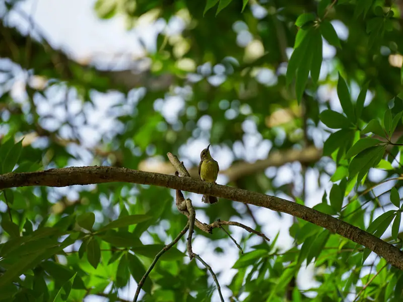 five days jungle trekking