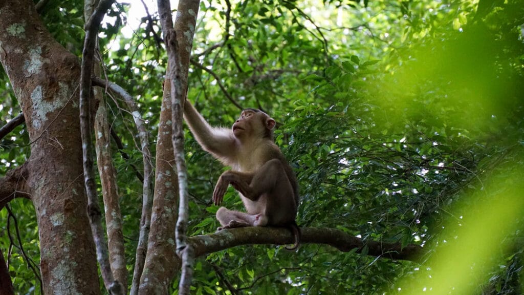 sumatra tour adventures