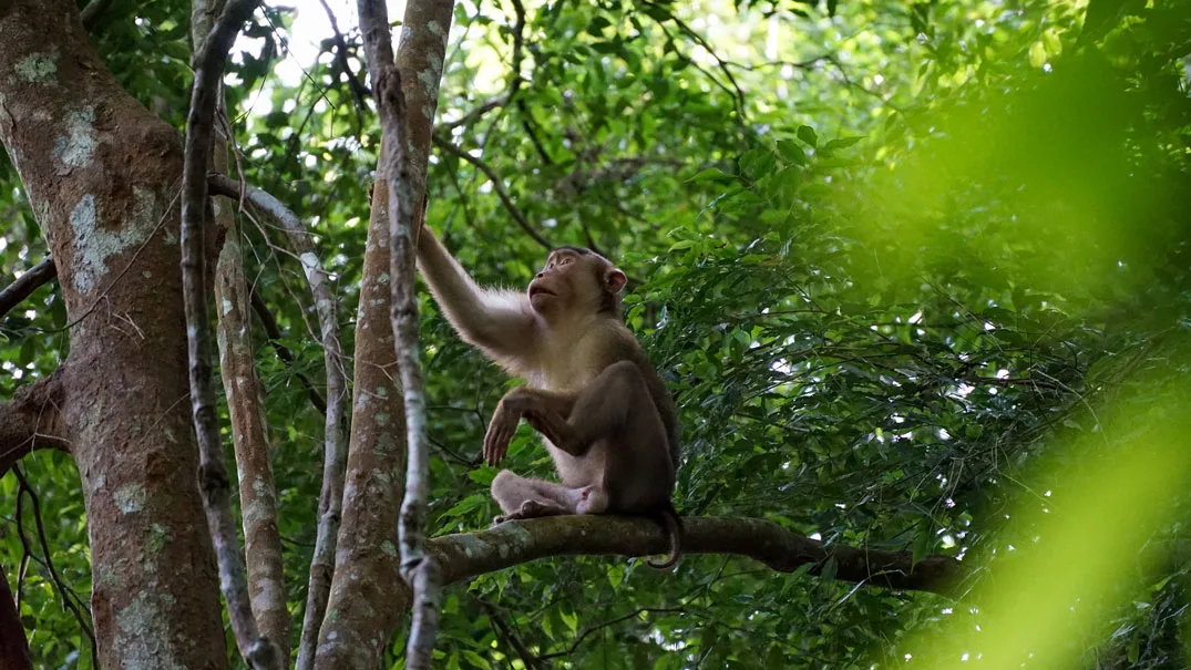 sumatra tour adventures
