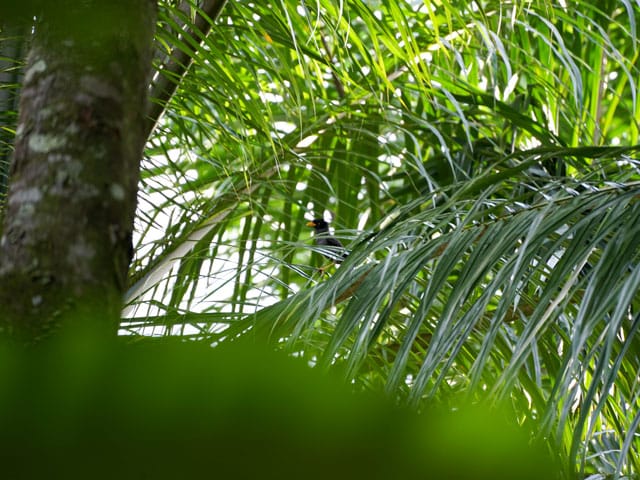 Orangutan Jungle Trek