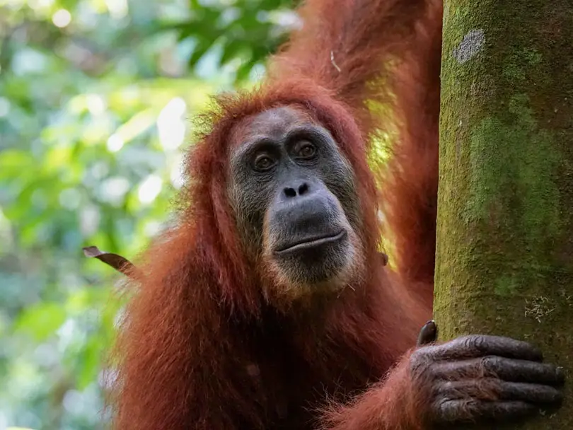 five days jungle trekking