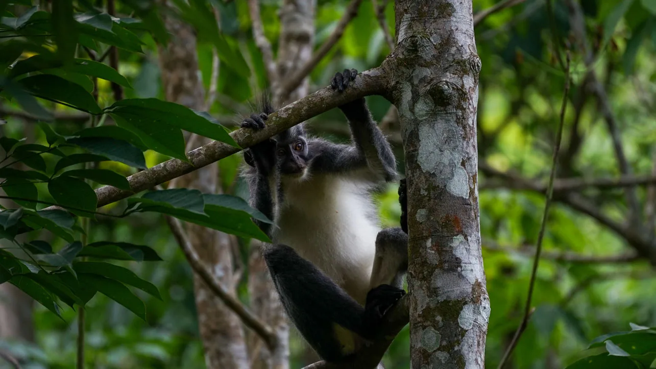 sumatratouradventures