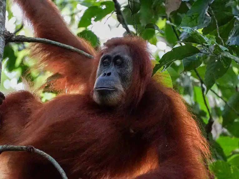 Three hour jungle trekking