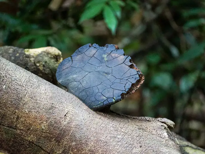 one day jungle trekking