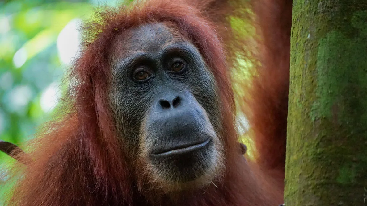sumatra tour adventures