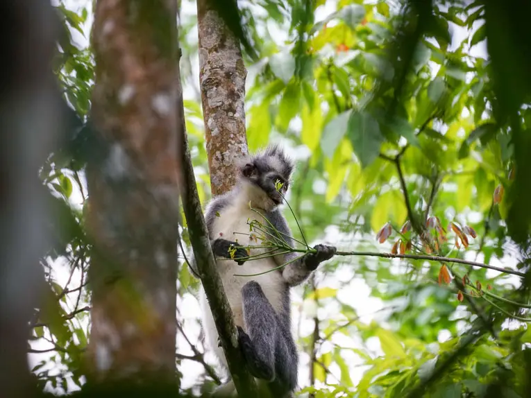 Three days jungle trekking