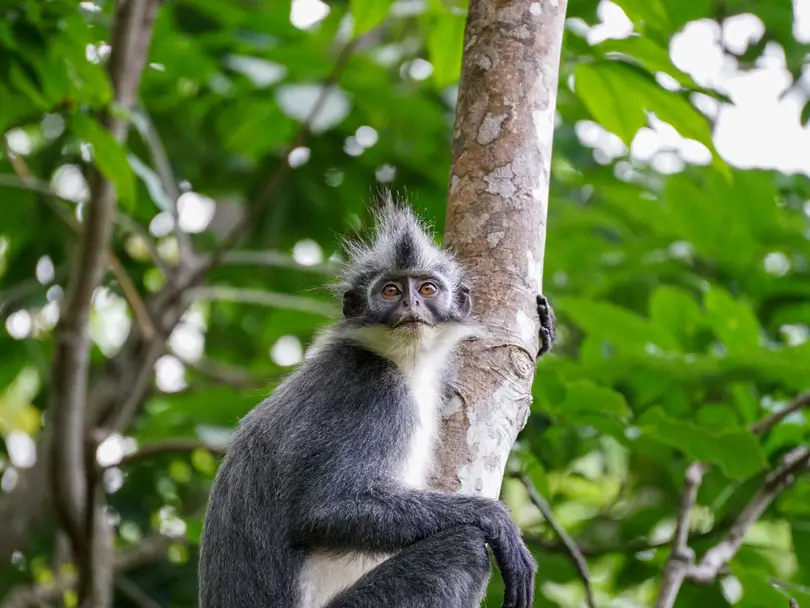 five days jungle trekking