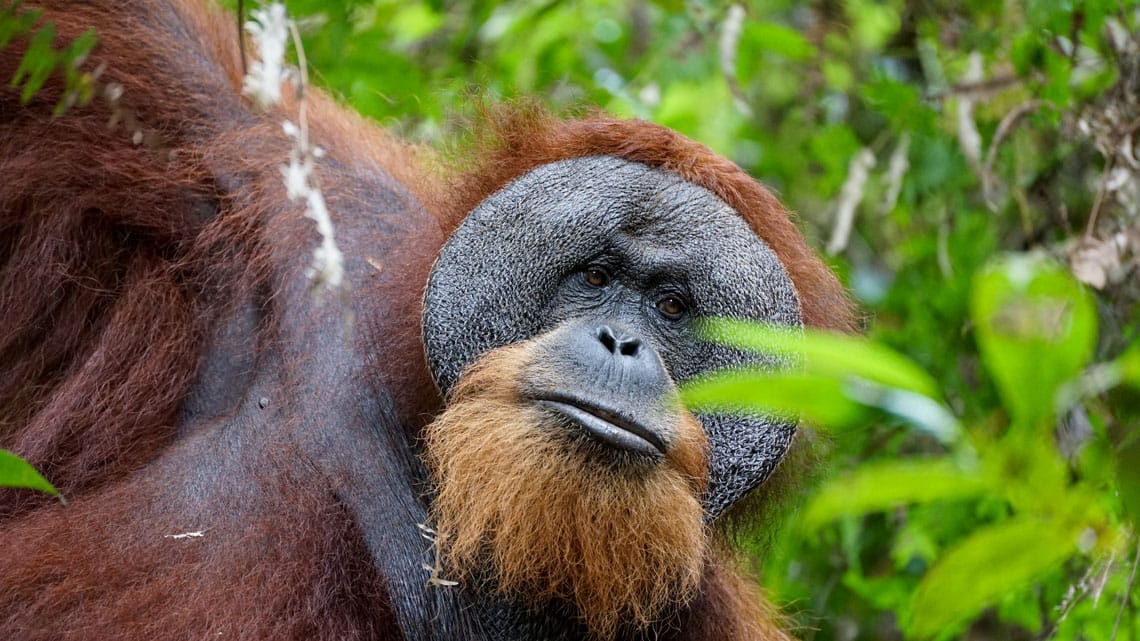 Sumatra Tour Adventures