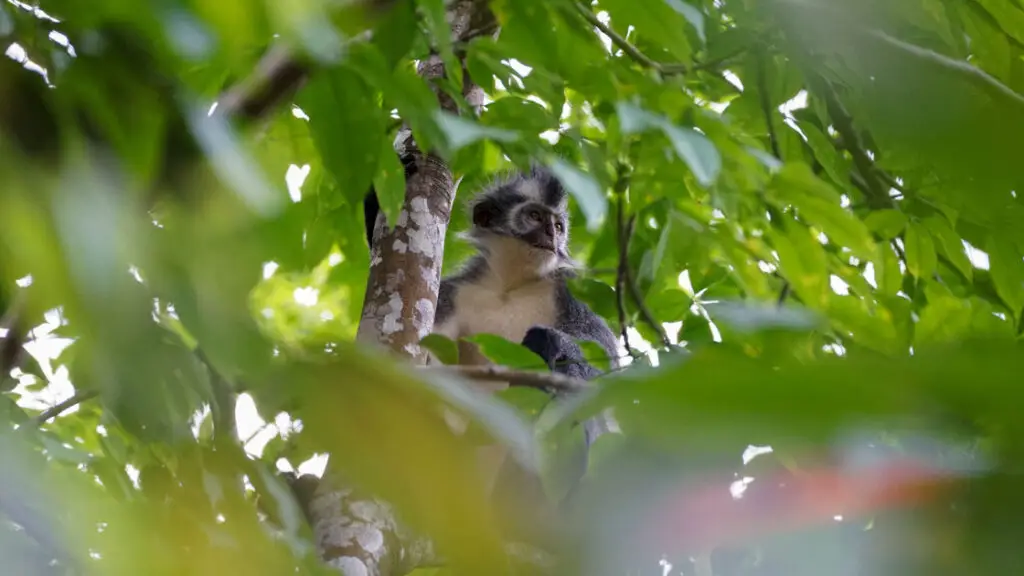 Three hour jungle trekking
