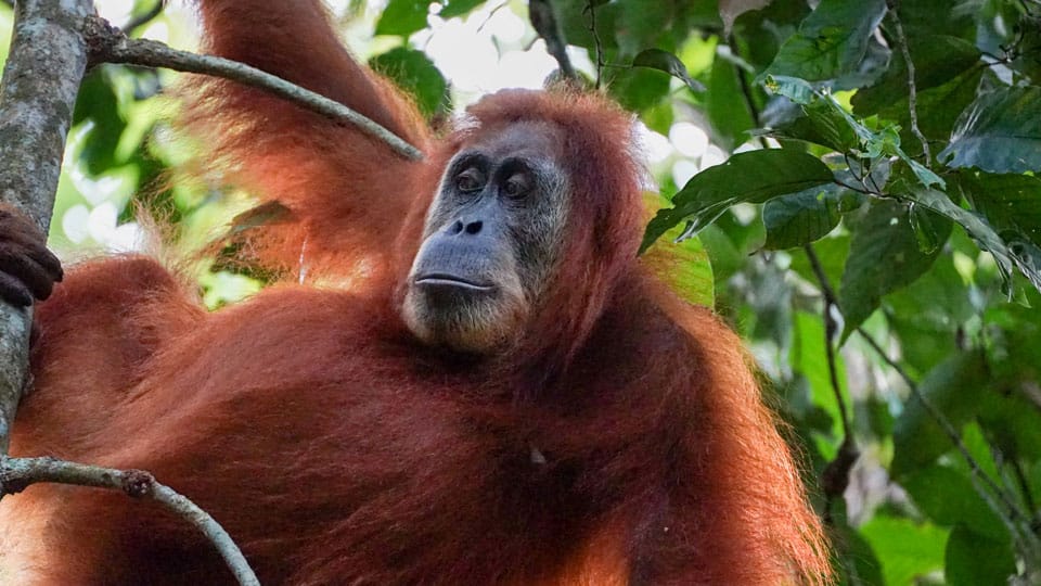 sumatra tour adventures