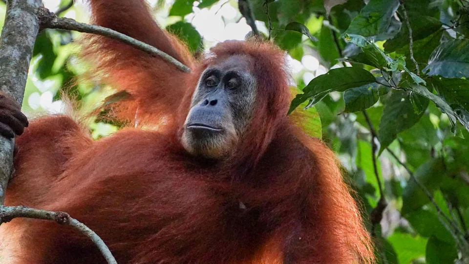 sumatra tour adventures