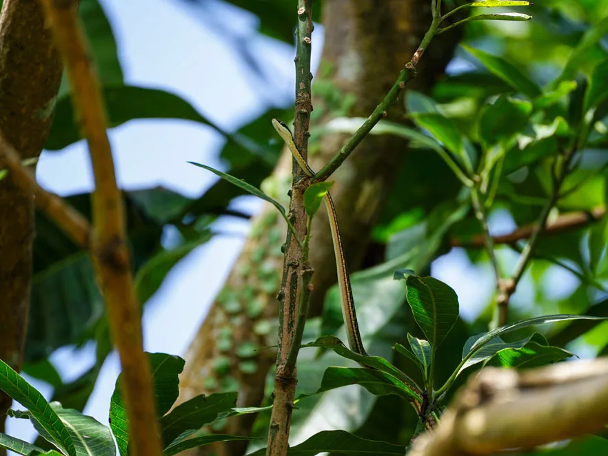 sumatra tour adventures