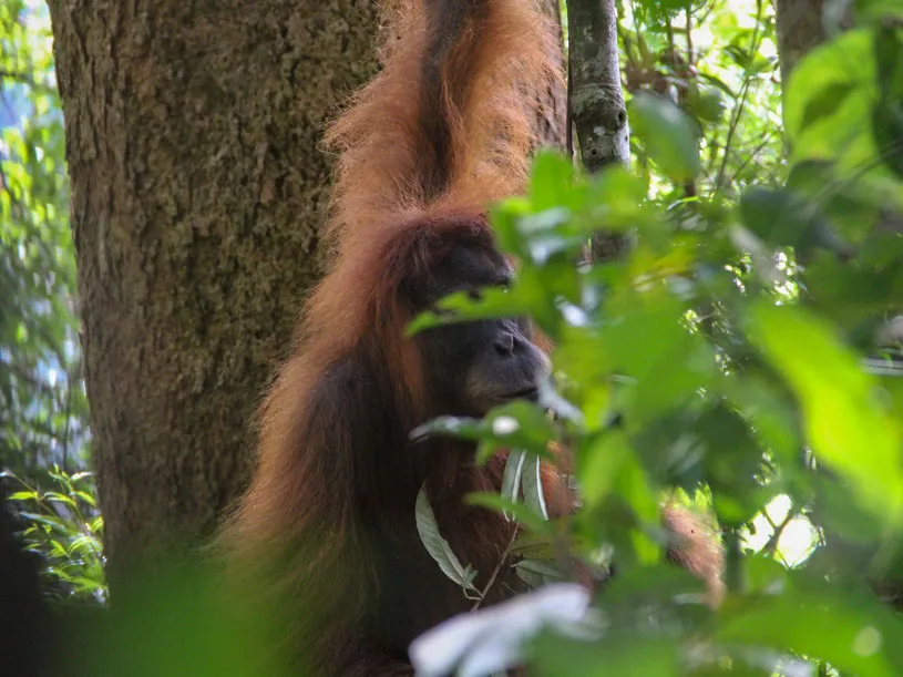 sumatra tour adventures