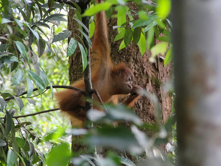 sumatra tour adventures
