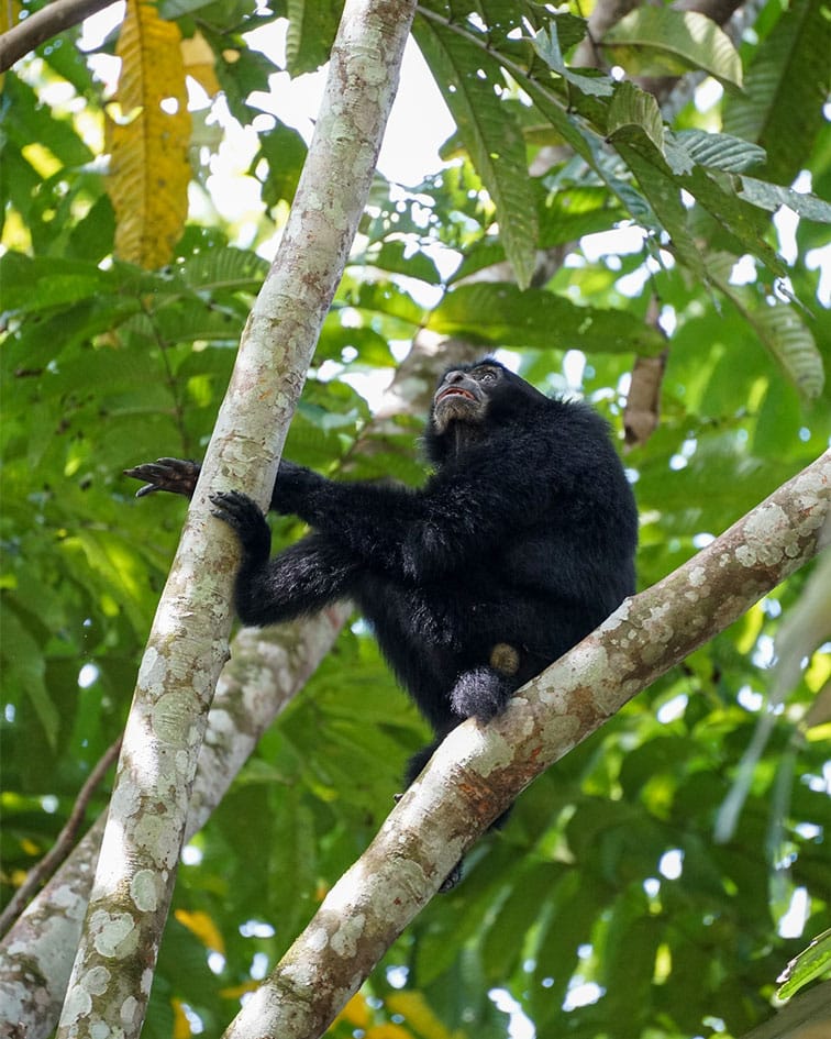 Sumatra tour adventures