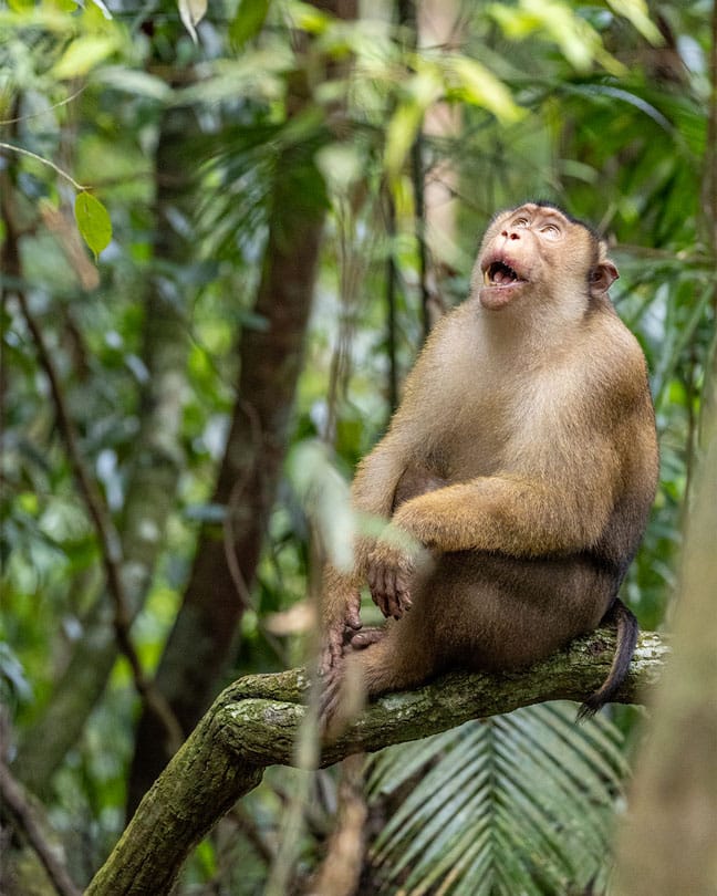 sumatratouradventures
