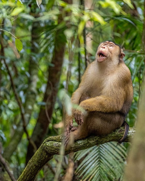 two days jungle trekking