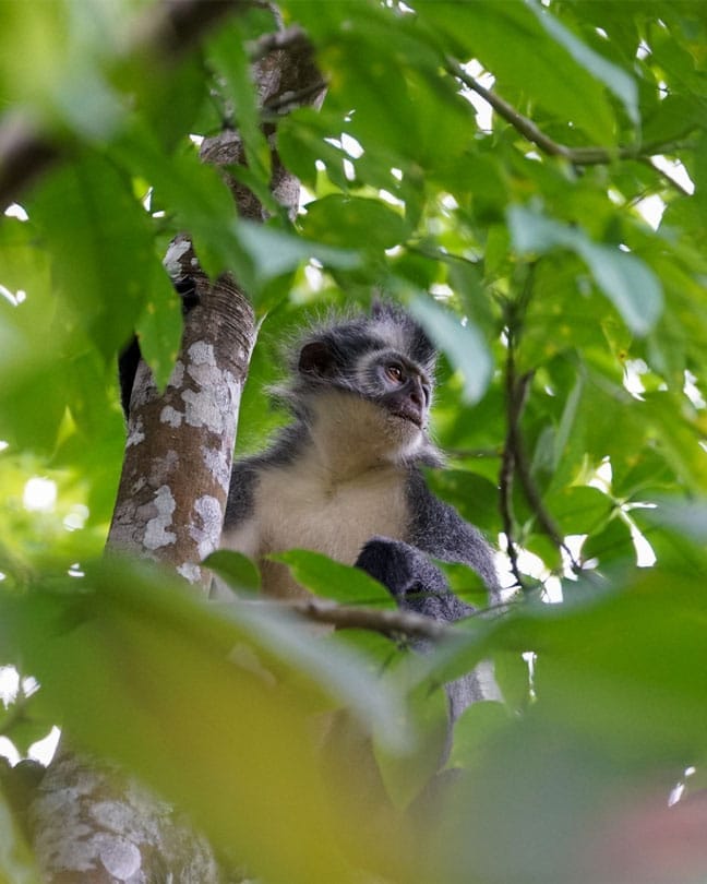 three days jungle trekking