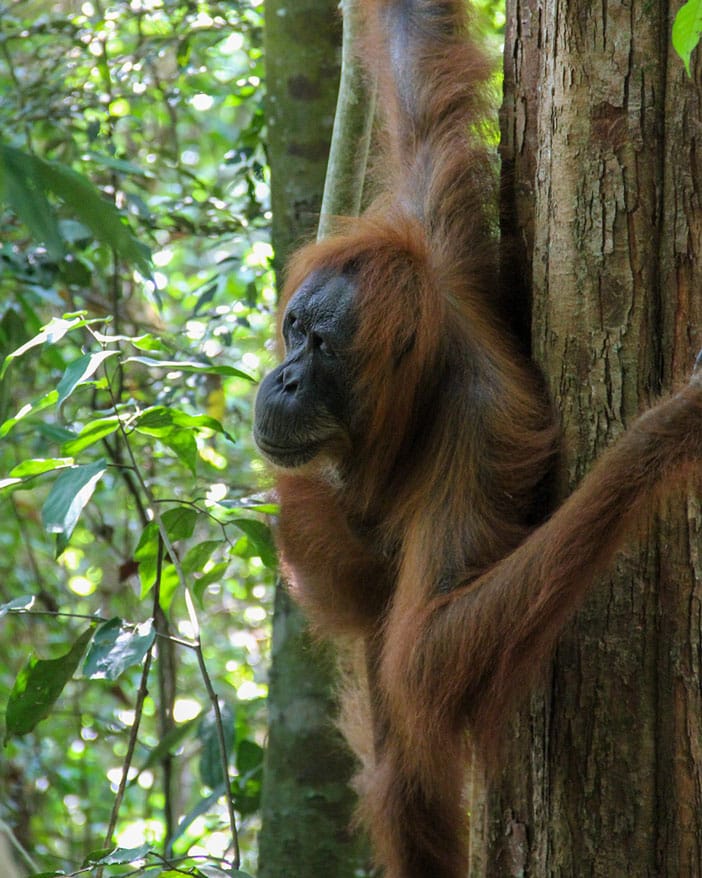 sumatratouradventures