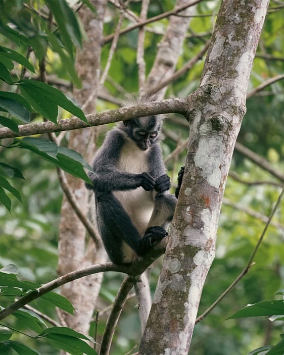 Five days jungle trekking