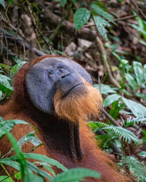 three days jungle trekking