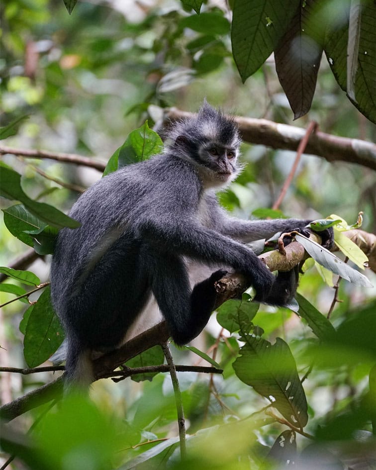 Sumatra tour adventures