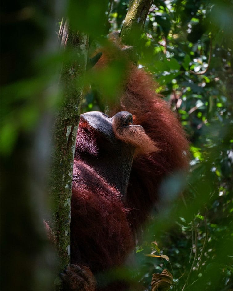 Sumatra tour adventures