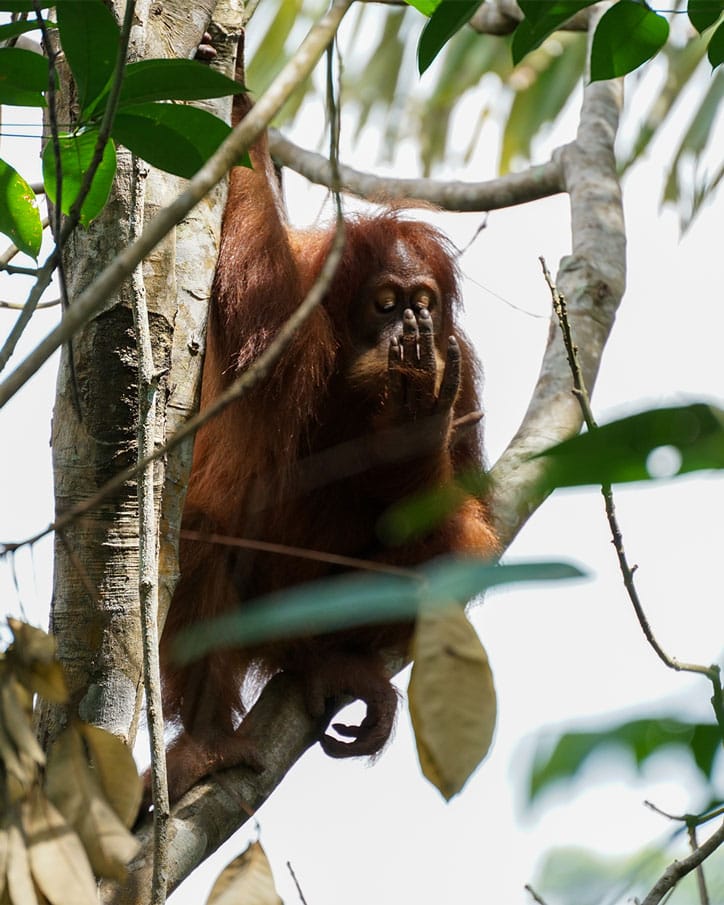 Sumatra tour adventures