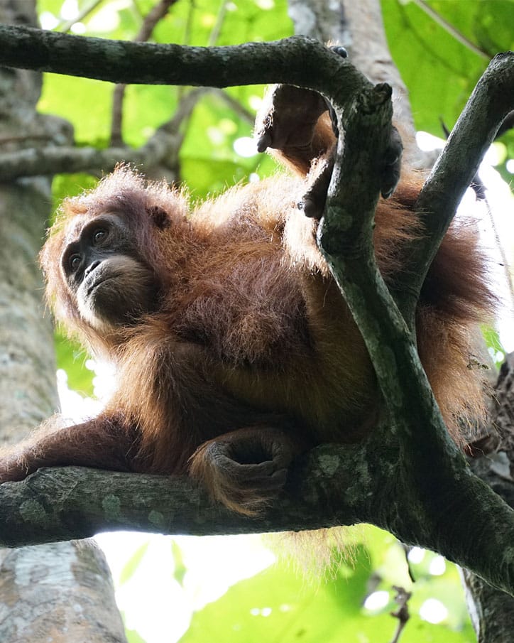 Sumatratouradventures
